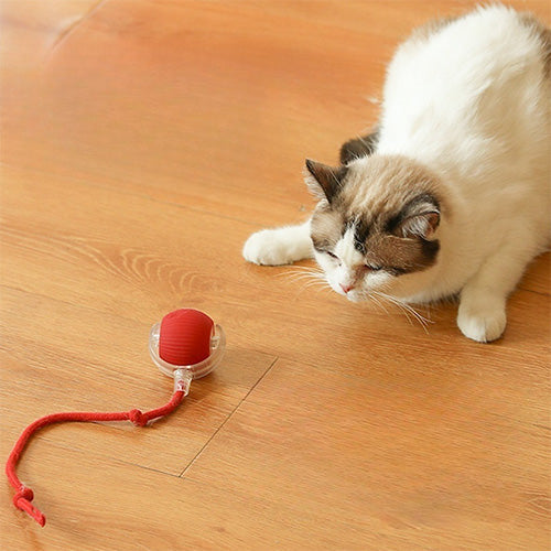 Giochi interattivi per gatti