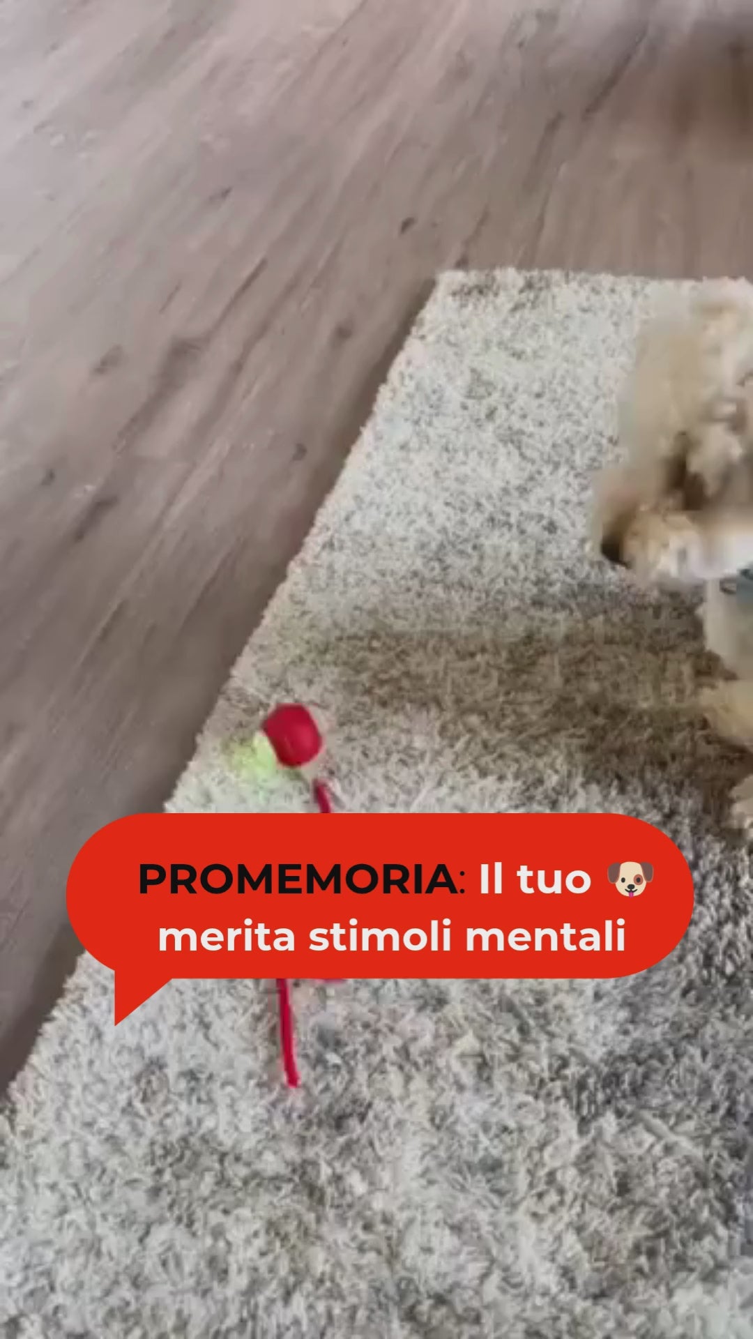 Carica video: 